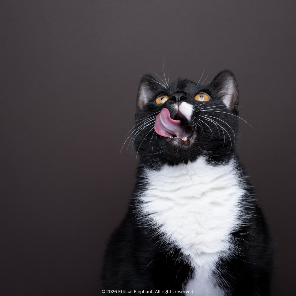 Snacks for Cats