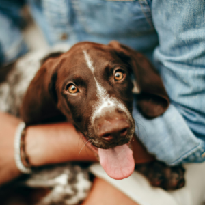 The Complete Guide to Natural & Sustainable Pet Treats