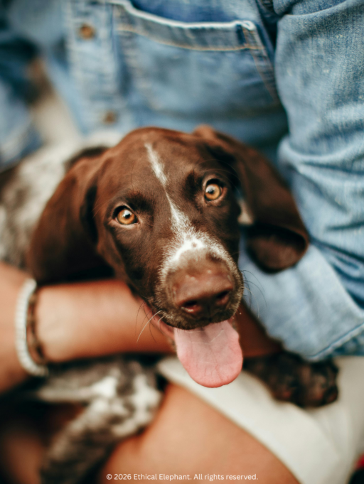 Eco-Friendly Pet Care, Redefined