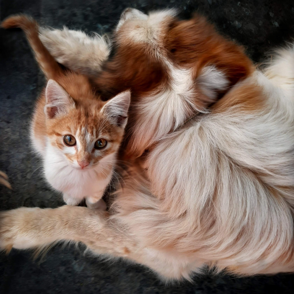 Supplements & Functional Treats
