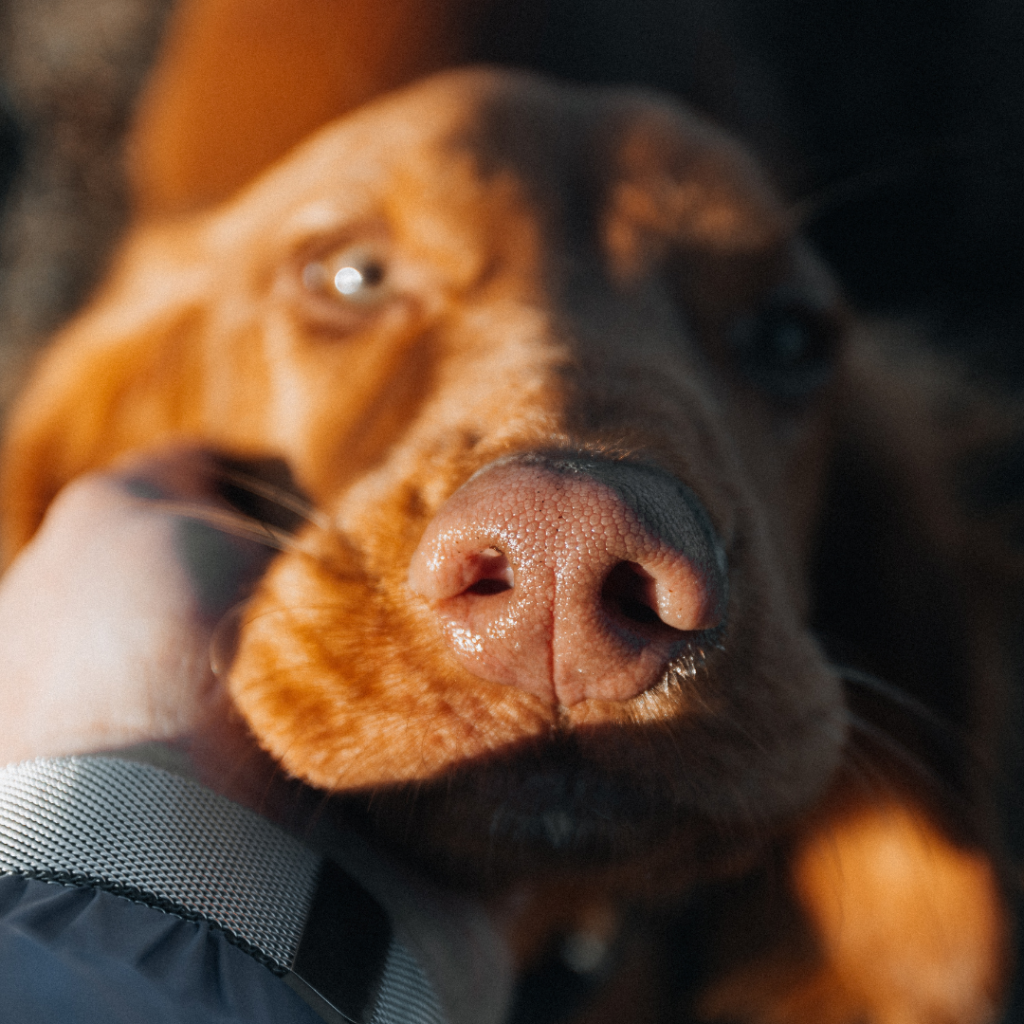The Complete Guide to Natural & Sustainable Pet Treats