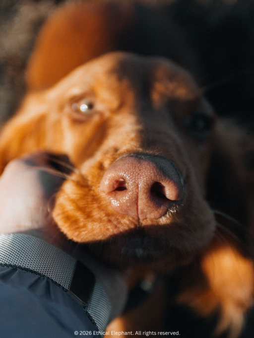 The Complete Guide to Natural & Sustainable Pet Treats